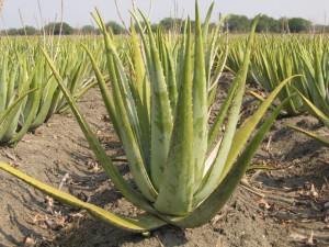 Kuza Biashara Aloe Vera Farming 