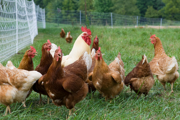 Farming poultry in Kenya