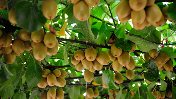 Kiwi fruit farming in Kenya