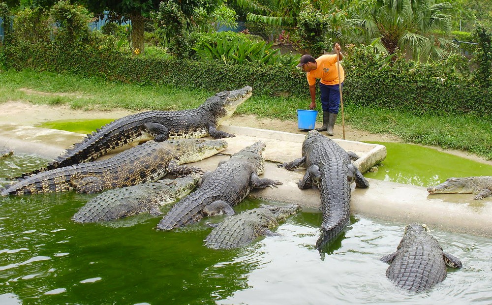 Louis Vuitton Crocodile Farms