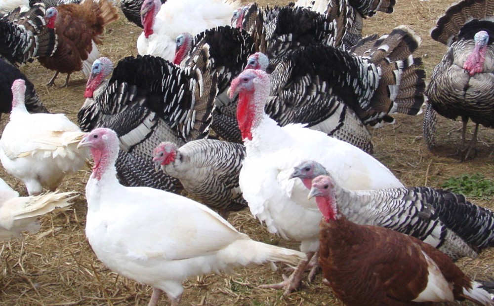 How To Start Commercial Turkey Farming With Ksh10 000 Seed Capitalkuza Blog Kuza Blog