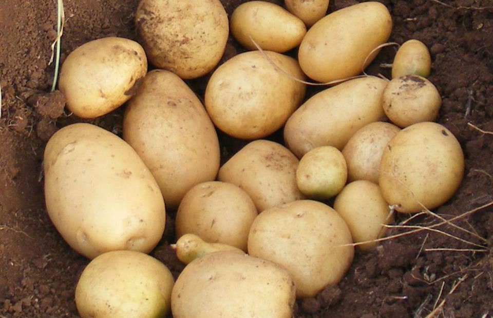 Potato farming in Kenya