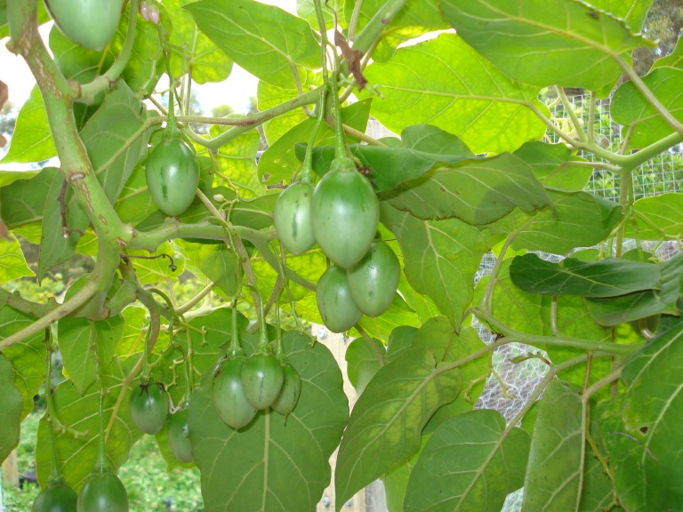 Tree tomato unripe fruits kenya