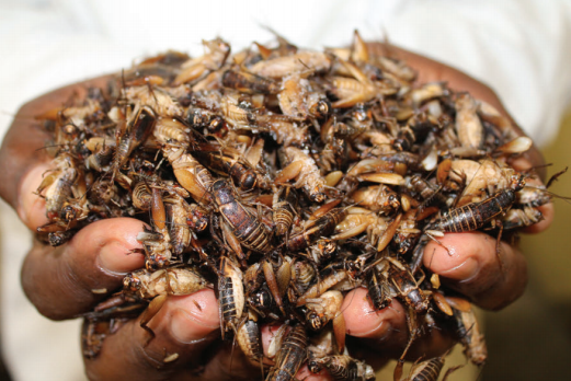 Cricket farming in Kenya
