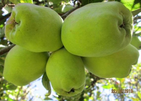 Wambugu apples in Kenya