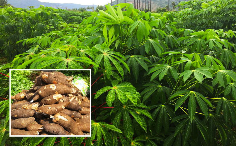 Cassava; What The Growth Of This Resilient Crop Could Do For You Financially