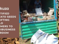 Certified potato seeds uplifting Molo farmers to agribusiness stardom