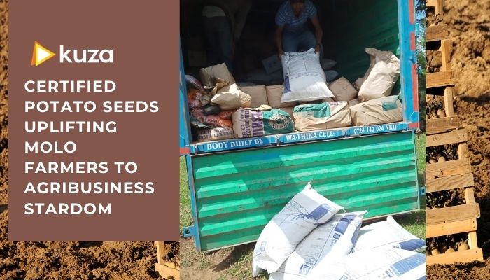 Certified potato seeds uplifting Molo farmers to agribusiness stardom