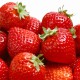 Strawberry Farming in Kenya: How To Make Ksh100,000 Per Month on 1/8th Acre Land